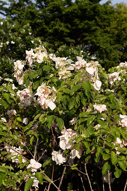 Suan Luang-JUN14-063